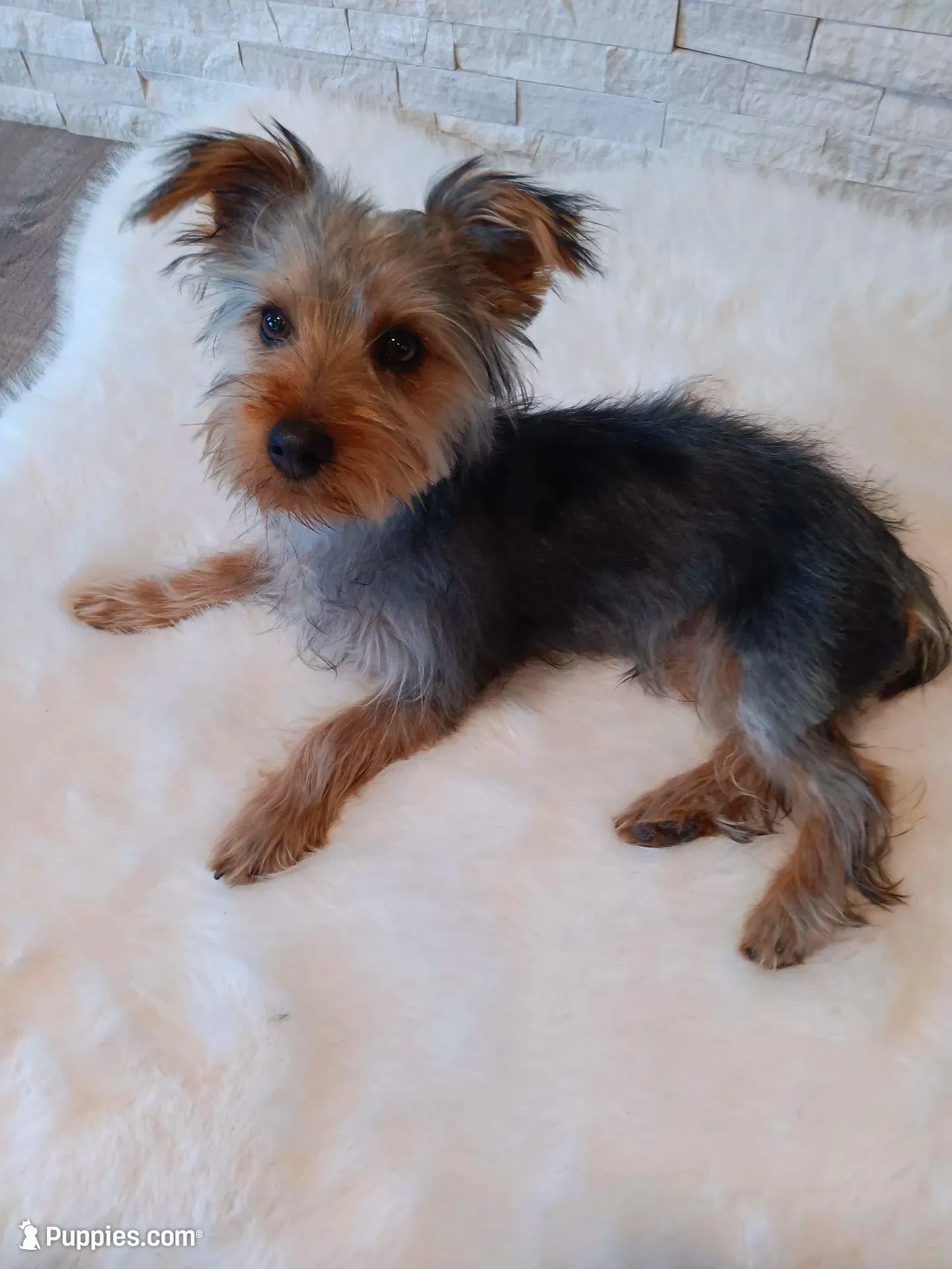 Full AKC Teddy Yorkie Microchip, a male Yorkshire Terrier for sale in Schaumburg, IL – Photo 2 of 10
