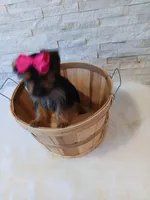 4 MOM Luna Yorkie , a female Yorkshire Terrier for sale in Schaumburg, IL – 9 of 10