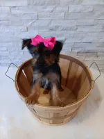 4 MOM Luna Yorkie , a female Yorkshire Terrier for sale in Schaumburg, IL – 2 of 10