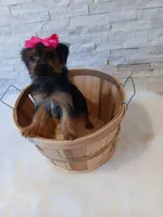 4 MOM Luna Yorkie , a female Yorkshire Terrier for sale in Schaumburg, IL – 3 of 10