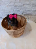 4 MOM Luna Yorkie , a female Yorkshire Terrier for sale in Schaumburg, IL – 8 of 10