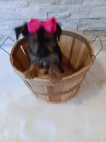 4 MOM Luna Yorkie , a female Yorkshire Terrier for sale in Schaumburg, IL – 4 of 10