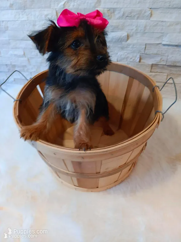 4 MOM Luna Yorkie  – Yorkshire Terrier puppy for sale in Schaumburg, IL