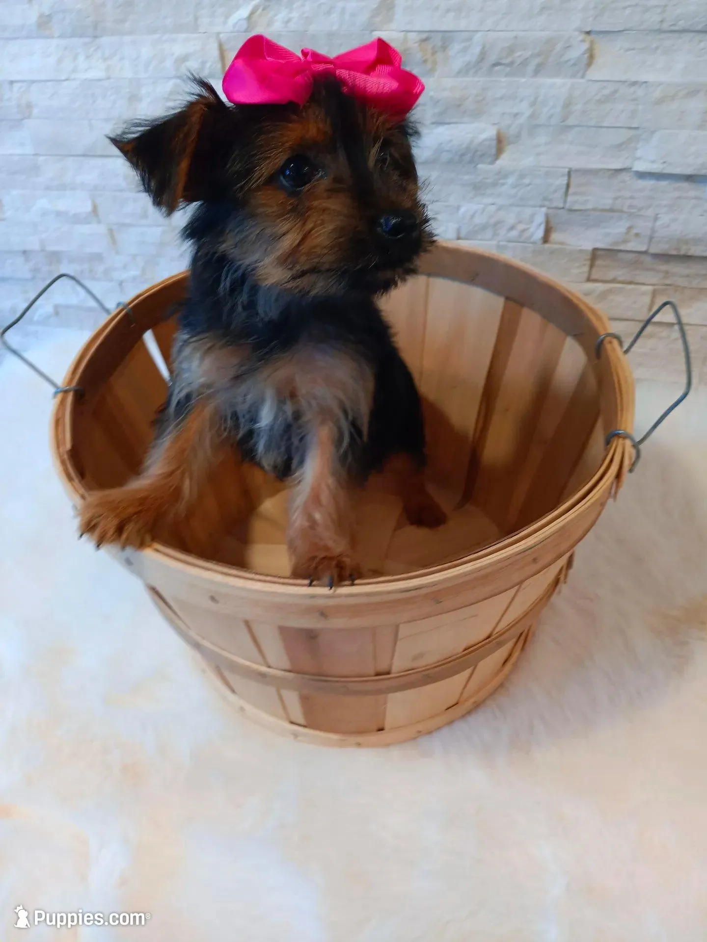 4 MOM Luna Yorkie , a female Yorkshire Terrier for sale in Schaumburg, IL – 1 of 10