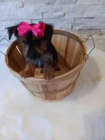 4 MOM Luna Yorkie , a female Yorkshire Terrier for sale in Schaumburg, IL – 5 of 10