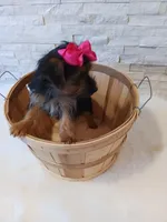 4 MOM Luna Yorkie , a female Yorkshire Terrier for sale in Schaumburg, IL – 10 of 10
