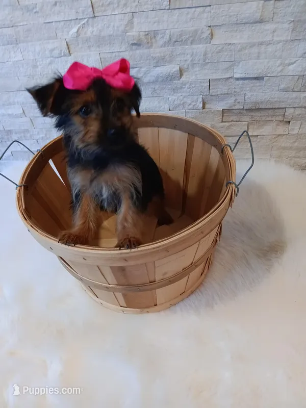 Luna Yorkie Microchip – Yorkshire Terrier puppy for sale in Schaumburg, IL