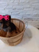 4 MOM Luna Yorkie , a female Yorkshire Terrier for sale in Schaumburg, IL – 7 of 10