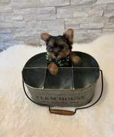 Full Akc Teacup Dolly, a female Yorkshire Terrier for sale in Schaumburg, IL – 3 of 10