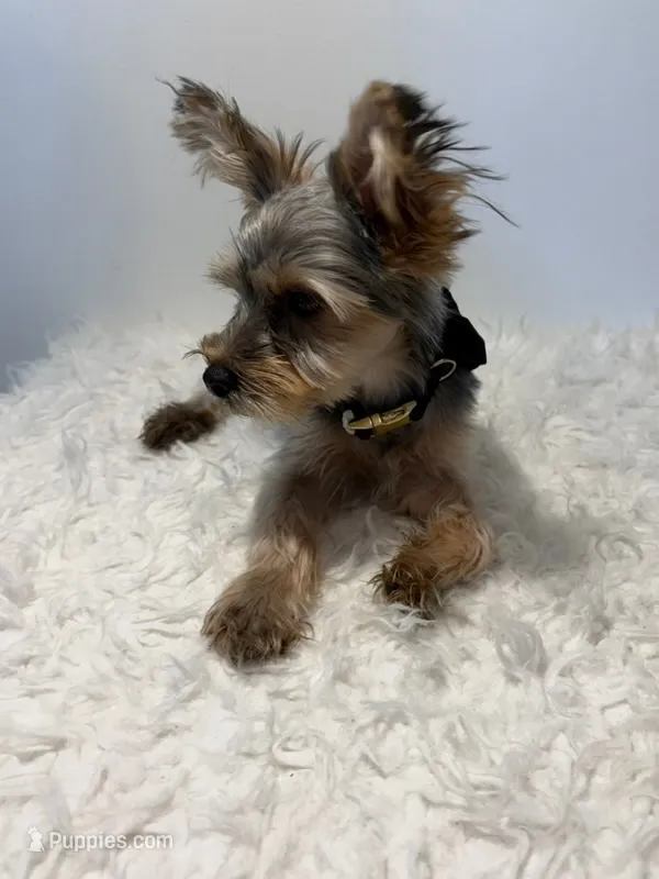 Full AKC Nemo Microchip – Yorkshire Terrier puppy for sale in Schaumburg, IL