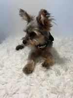 Full AKC Nemo Microchip, a male Yorkshire Terrier for sale in Schaumburg, IL – 1 of 9
