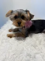 Full Akc Simba , a male Yorkshire Terrier for sale in Schaumburg, IL – 5 of 6