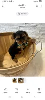 Full Akc Ace, a male Yorkshire Terrier for sale in Schaumburg, IL – 4 of 10