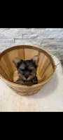 Full Akc Teacup Dolly, a female Yorkshire Terrier for sale in Schaumburg, IL – 7 of 10