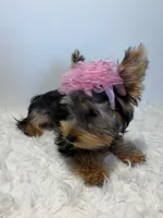 Bella, a female Yorkshire Terrier for sale in Schaumburg, IL – 6 of 7