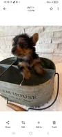 Full Akc Ace Teacup , a male Yorkshire Terrier for sale in Schaumburg, IL – 3 of 10