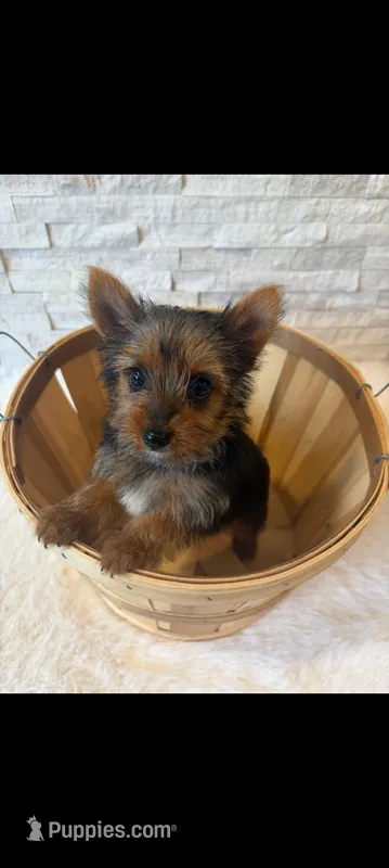 Full Akc Teacup Chloe , a female Yorkshire Terrier for sale in Schaumburg, IL – 1 of 10