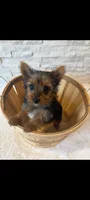 Full Akc Teacup Chloe , a female Yorkshire Terrier for sale in Schaumburg, IL – 1 of 10