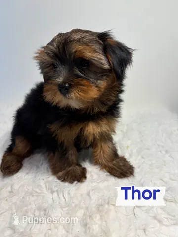 Full Akc Thor Microchip  – Yorkshire Terrier puppy for sale in Schaumburg, IL