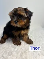 Full Akc Thor Microchip , a male Yorkshire Terrier for sale in Schaumburg, IL – 1 of 2