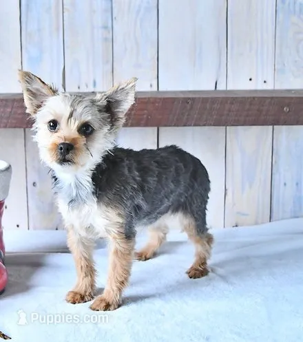Full AKC Yorkie Luna Microchip