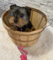 Full AKC Yorkie  Buddy, a male Yorkshire Terrier for sale in Schaumburg, IL – Photo 10 of 10