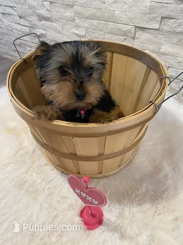 Full AKC Yorkie  Buddy