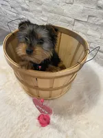 Full AKC Yorkie  Buddy, a male Yorkshire Terrier for sale in Schaumburg, IL – Photo 5 of 10