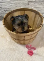 Full AKC Yorkie  Buddy, a male Yorkshire Terrier for sale in Schaumburg, IL – Photo 9 of 10