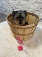 Full AKC Yorkie  Buddy, a male Yorkshire Terrier for sale in Schaumburg, IL – Photo 3 of 10