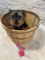 Full AKC Yorkie  Buddy, a male Yorkshire Terrier for sale in Schaumburg, IL – Photo 2 of 10
