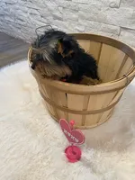 Full AKC Yorkie  Buddy, a male Yorkshire Terrier for sale in Schaumburg, IL – Photo 6 of 10