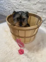 Full AKC Yorkie  Buddy, a male Yorkshire Terrier for sale in Schaumburg, IL – Photo 4 of 10