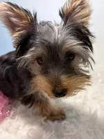 Bella, a female Yorkshire Terrier for sale in Schaumburg, IL – 2 of 7