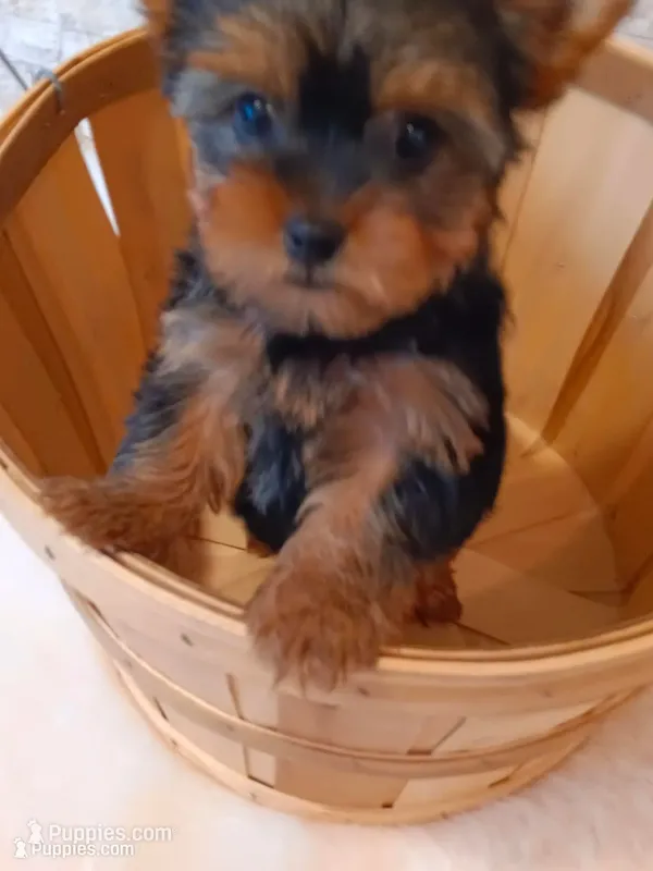 Full AKC Milo Yorkie Microchip – Yorkshire Terrier puppy for sale in Schaumburg, IL