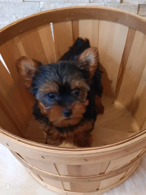Full AKC Milo Yorkie Microchip – Yorkshire Terrier puppy for sale in Schaumburg, IL