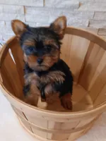 Full AKC Milo Yorkie Microchip, a male Yorkshire Terrier for sale in Schaumburg, IL – Photo 3 of 10