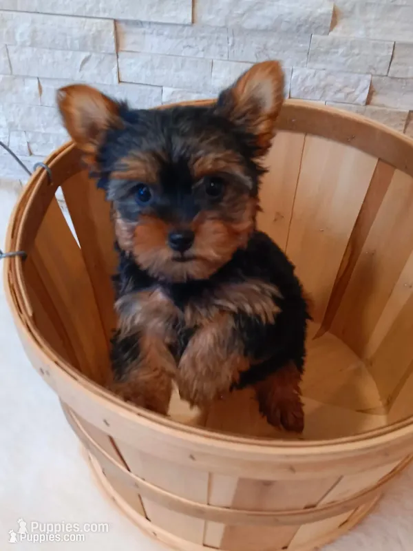Full AKC Milo Yorkie Microchip – Yorkshire Terrier puppy for sale in Schaumburg, IL