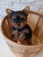 Full AKC Milo Yorkie Microchip, a male Yorkshire Terrier for sale in Schaumburg, IL – Photo 10 of 10