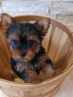 Full AKC Milo Yorkie Microchip, a male Yorkshire Terrier for sale in Schaumburg, IL – Photo 1 of 10
