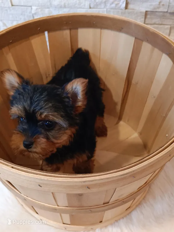 Full AKC Milo Yorkie Microchip – Yorkshire Terrier puppy for sale in Schaumburg, IL