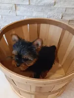 Full AKC Milo Yorkie Microchip, a male Yorkshire Terrier for sale in Schaumburg, IL – Photo 6 of 10