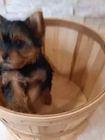 Full AKC Milo Yorkie Microchip, a male Yorkshire Terrier for sale in Schaumburg, IL – Photo 9 of 10