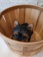 Full AKC Milo Yorkie Microchip, a male Yorkshire Terrier for sale in Schaumburg, IL – Photo 7 of 10