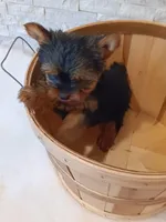 Full AKC Milo Yorkie Microchip, a male Yorkshire Terrier for sale in Schaumburg, IL – Photo 5 of 10