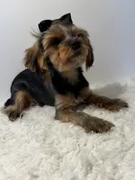 Full Akc Simba , a male Yorkshire Terrier for sale in Schaumburg, IL – 3 of 6