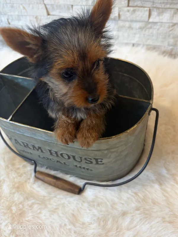 Full Akc Teacup Mia Microchip  – Yorkshire Terrier puppy for sale in Schaumburg, IL