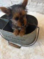 Full Akc Yorkie  Mia, a female Yorkshire Terrier for sale in Schaumburg, IL – 1 of 10