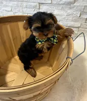 Full Akc Bella Teacup , a female Yorkshire Terrier for sale in Schaumburg, IL – 4 of 9