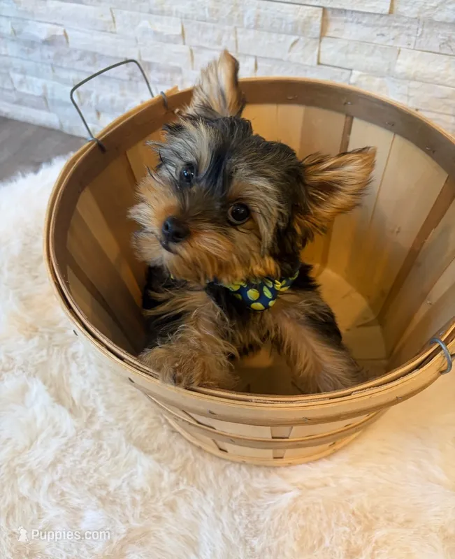 Full AKC Milo Yorkie Microchip – Yorkshire Terrier puppy for sale in Schaumburg, IL